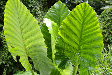 Large green tropical leaves