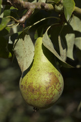 Birne am Baum, (Pyrus), Nordrhein-Westfalen, Deutschland