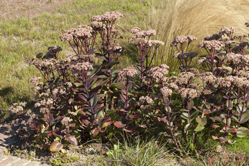 Fetthenne, (Sedum), Staude, Nordrhein-Westfalen, Deutschland