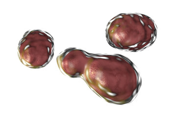 Pathogenic yeast fungus Cryptococcus neoformans which cryptococcal meningoencephalitis in patients with AIDS, 3D illustration. Isolated on white background