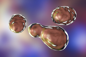 Pathogenic yeast fungus Cryptococcus neoformans which cryptococcal meningoencephalitis in patients with AIDS, 3D illustration