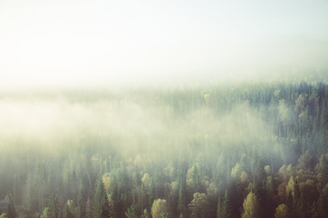 thick morning mist in coniferous forest. coniferous trees, thickets of green forest.