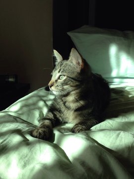 Katze im Sonnenschein beobachtet etwas aufmerksam