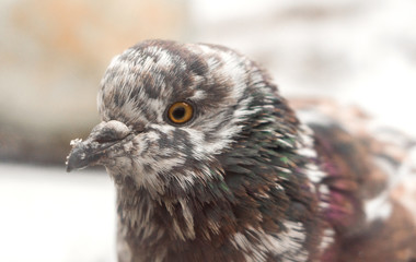 Bird dove