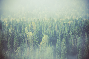 thick morning mist in coniferous forest. coniferous trees, thickets of green forest.