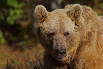 Syrische Braunb&auml;r - [Ursus arctos syriacus]