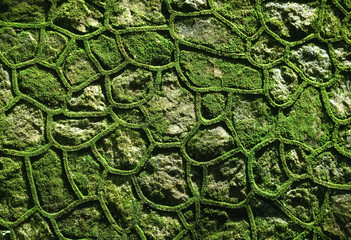 Green mossy wall of stones, texture, background.