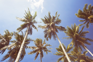 Coconut Palm trees on blue sky background. Tropical paradise