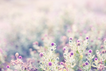 Blurred pink flower field with light. Abstract background.