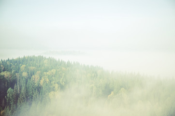 thick morning mist in coniferous forest. coniferous trees, thickets of green forest.