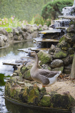 Goose standing near a fountain pond