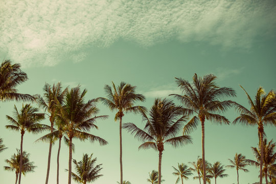 Coconut Palm trees in tropic paradise beach. Summer traveling background, freedom, tropical vacation