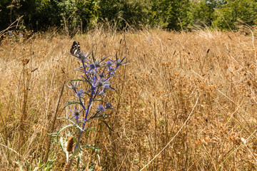 Croatia,istrien outdoor nature,environment