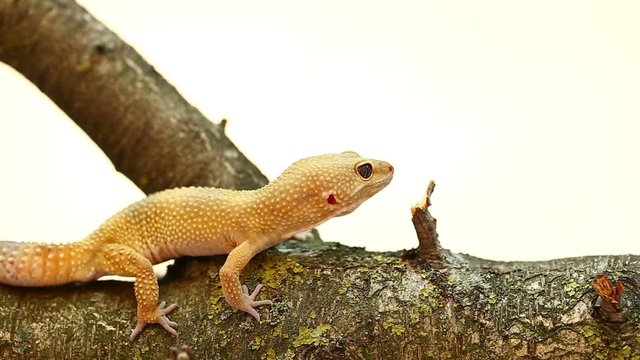 yellow and orange spotted leopard gecko on white