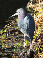 Closeup of a Little Blue Heron
