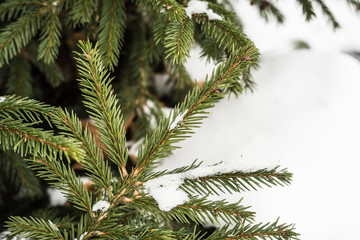 Fototapeta premium Green fir cones and needles under the snow. Natural background for the holiday, winter design