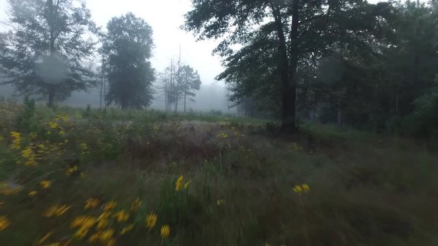 Early Morning FOG in Texas