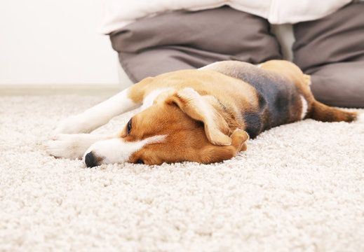 Dog lie on soft carpet. Beagle relax at home.