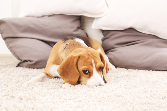 Sad beagle puppy on soft carpet