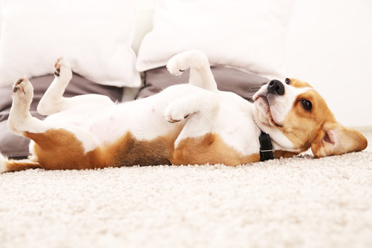Funny beagle at home. Dog lie on carpet on its back.