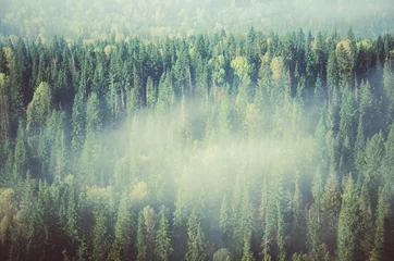 Crédence de cuisine en verre imprimé Forêt dans le brouillard thick morning mist in coniferous forest. coniferous trees, thickets of green forest.