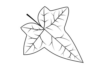 Ivy, ivy leaf