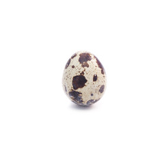 One spotted quail eggs