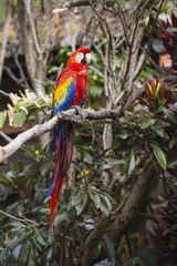 Full length of a macaw bird sitting in a tree in the jungle
