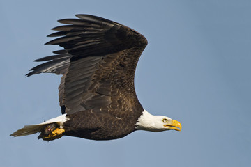 Bald Eagle in Flight with Fish