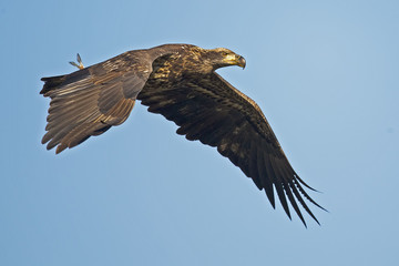 Obraz premium Juvenile Bald Eagle in Flight with Fish