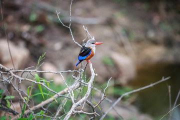 Grey-headed kingfisher sitting on a branch.