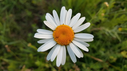 Fototapeta premium Wild chamomile flower