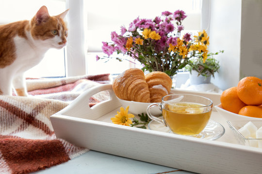 Cup of tea, croissant, chrysanthemum flowers and tangerines in tray and red cat on the windowsill. Cozy home concept. Coloring and processing photo