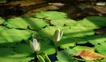 Crédence de cuisine en verre imprimé Nénuphars lilia wodna, water lily