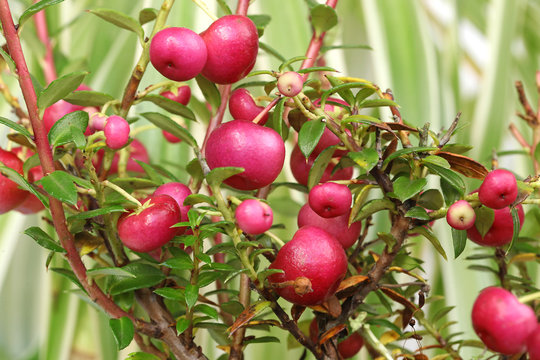 Pernettya mucronata