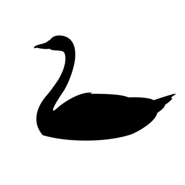swan on the water vector  black silhouette