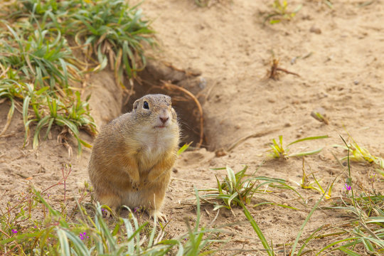 Ground Squirrel