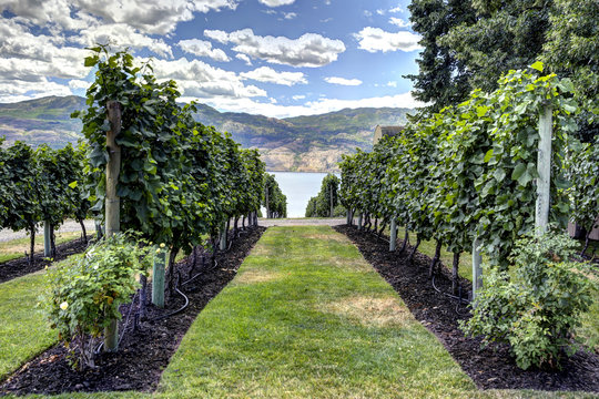 Rows Of Grape Vines At A Kelowna Winery