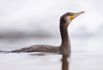 Great cormorant swimming in winter river