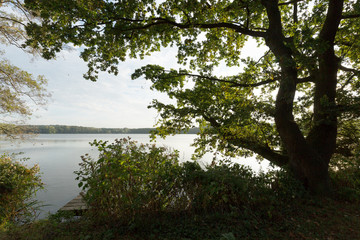 Fototapeta premium Huge Tree at waterside of Lake Krickenbeck/ Germany