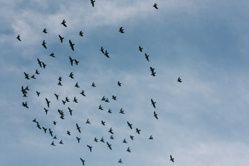 low angle of silhouettes of flying birds