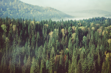 thick morning mist in coniferous forest. coniferous trees, thickets of green forest.