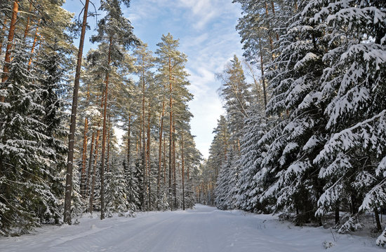 Obraz Ośnieżony, zimowy las