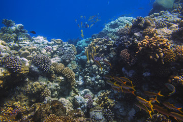 Fototapeta na wymiar School of bright orange fishes over sunlit coral reef in the Red Sea, Egypt