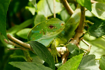 Male Fiji banded iguana (Brachylophus fasciatus) on Viti Levu Is