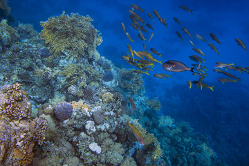 School of fishes over sunlit coral reef in the Red Sea, Egypt