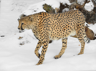 Cheetah