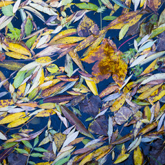 Autumn leaves floating in the dark water