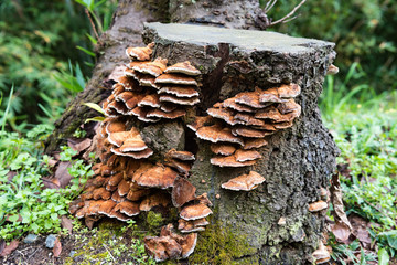 切り株に生えるサルノコシカケ