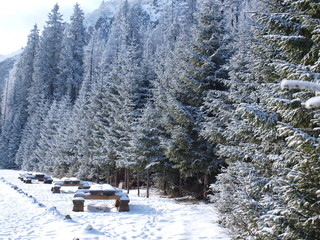 Drzewa zimą, Winter trees